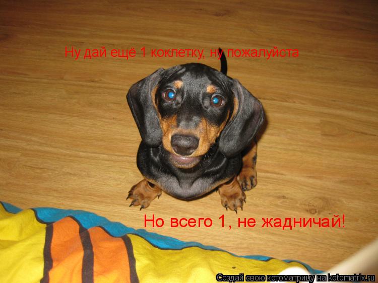 Котоматрица: Ну дай ещё 1 коклетку, ну пожалуйста Но всего 1, не жадничай!