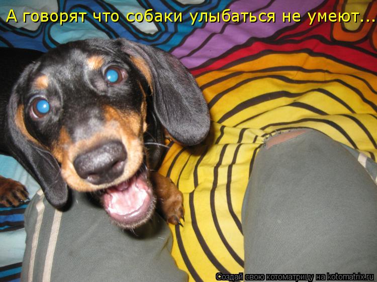 Котоматрица: А говорят что собаки улыбаться не умеют...