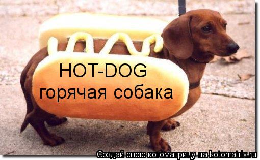 Котоматрица: HOT-DOG горячая собака