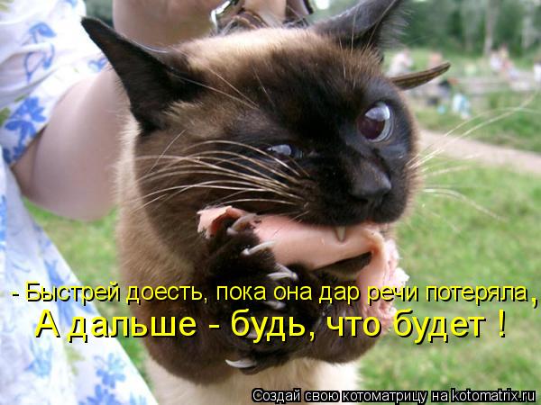 Котоматрица: - Быстрей доесть, пока она дар речи потеряла А дальше - будь, что будет ! ,