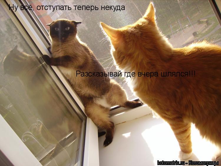 Котоматрица: Ну всё, отступать теперь некуда Разсказывай где вчера шлялся!!!
