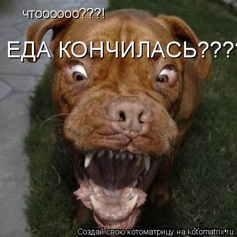 Котоматрица: чтоооооо???! ЕДА КОНЧИЛАСЬ????!!!