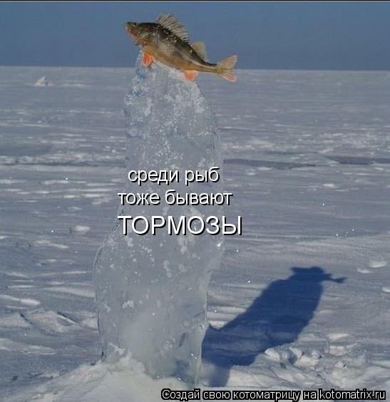 среди рыб тоже бывают ТОРМОЗЫ... Котоматрица: среди рыб тоже бывают ТОРМОЗЫ
