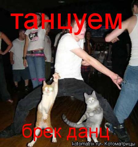 танцуем брек данц... Котоматрица: танцуем брек данц