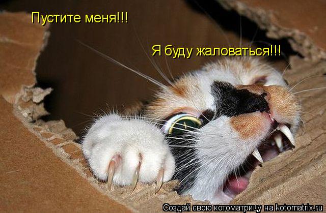 Пустите меня!!! Я буду жаловаться!!!... Котоматрица: Пустите меня!!! Я буду жаловаться!!!