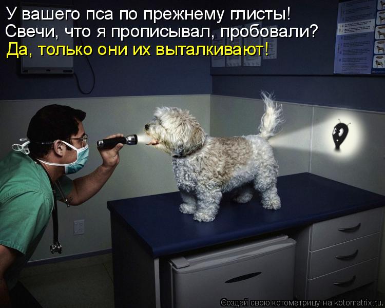 У вашего пса по прежнему глисты! Свечи, что я прописывал, пробовали? Да, только они их выталкивают!... Котоматрица: У вашего пса по прежнему глисты! Свечи, что я прописывал, пробовали? Да, только они их выталкивают!