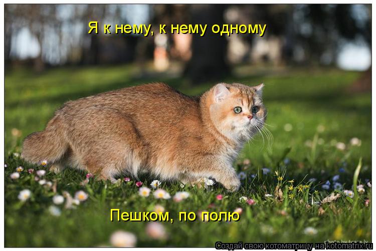 Котоматрица: Я к нему, к нему одному Пешком, по полю