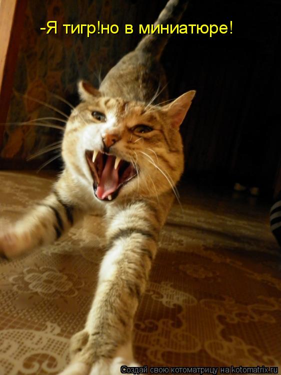 Котоматрица: -Я тигр!но в миниатюре!