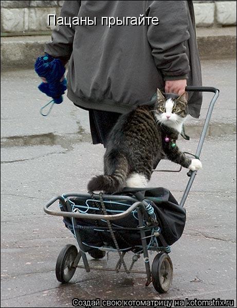 Котоматрица: Пацаны прыгайте