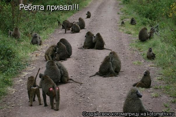 Котоматрица: Ребята привал!!!