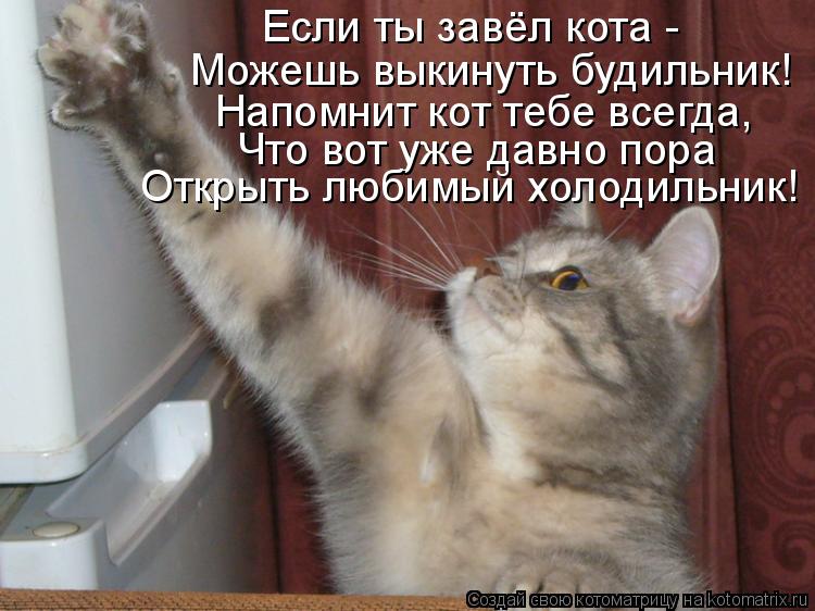 Если ты завёл кота - Можешь выкинуть будильник! Напомнит кот тебе всегда, Что вот уже давно пора Отк... Котоматрица: Если ты завёл кота - Можешь выкинуть будильник! Напомнит кот тебе всегда, Что вот уже давно пора Открыть любимый холодильник!