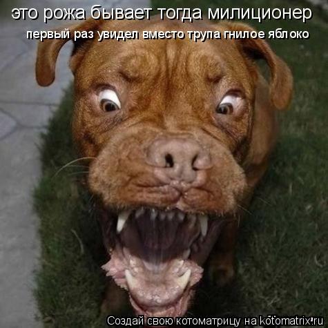 Котоматрица: это рожа бывает тогда милиционер  первый раз увидел вместо трупа гнилое яблоко