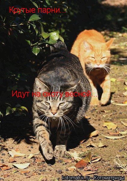 Крутые парни... Идут на охоту весной...... Котоматрица: Крутые парни... Идут на охоту весной...