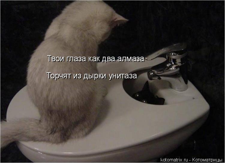 Твои глаза как два алмаза Торчят из дырки унитаза... Котоматрица: Твои глаза как два алмаза Торчят из дырки унитаза
