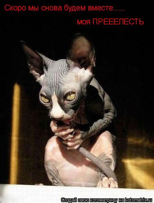Скоро мы снова будем вместе...... моя ПРЕЕЕЛЕСТЬ... Котоматрица: Скоро мы снова будем вместе...... моя ПРЕЕЕЛЕСТЬ