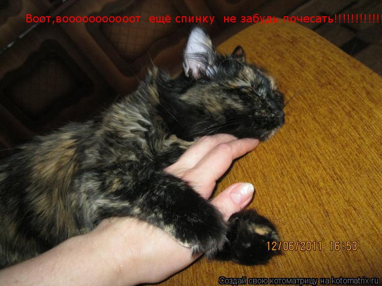 Воот,вооооооооооот ещё спинку не забудь почесать!!!!!!!!!!!!... Котоматрица: Воот,вооооооооооот ещё спинку не забудь почесать!!!!!!!!!!!!