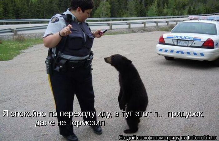 Я спокойно по переходу иду, а тут этот п... придурок, даже не тормозил... Котоматрица: Я спокойно по переходу иду, а тут этот п... придурок, даже не тормозил