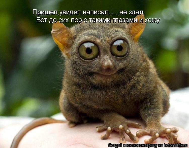 Пришел,увидел,написал......не здал. Вот до сих пор с такими глазами и хожу.... Котоматрица: Пришел,увидел,написал......не здал. Вот до сих пор с такими глазами и хожу.