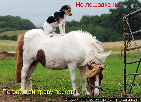 Котоматрица: Но лошадка но. Погоди дай траву поесть!