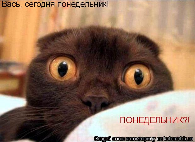 Котоматрица: Вась, сегодня понедельник! ПОНЕДЕЛЬНИК?!