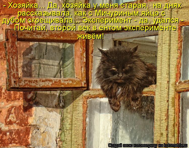 Котоматрица: - Хозяйка... Да, хозяйка у меня старая,  на днях рассказывала, как с Мичуриным яйцо с дубом скрещивала... Эксперимент - да, удался -   Почитай, вто