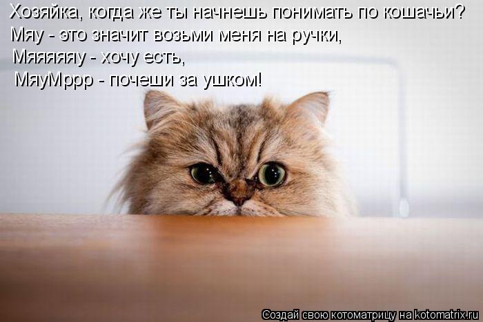 Котоматрица: Хозяйка, когда же ты начнешь понимать по кошачьи? Мяу - это значит возьми меня на ручки, Мяяяяяу - хочу есть, МяуМррр - почеши за ушком!
