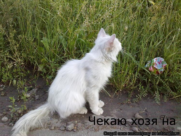 Котоматрица: Чекаю хозяїна