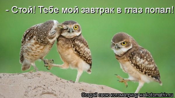 Котоматрица: - Стой! Тебе мой завтрак в глаз попал!