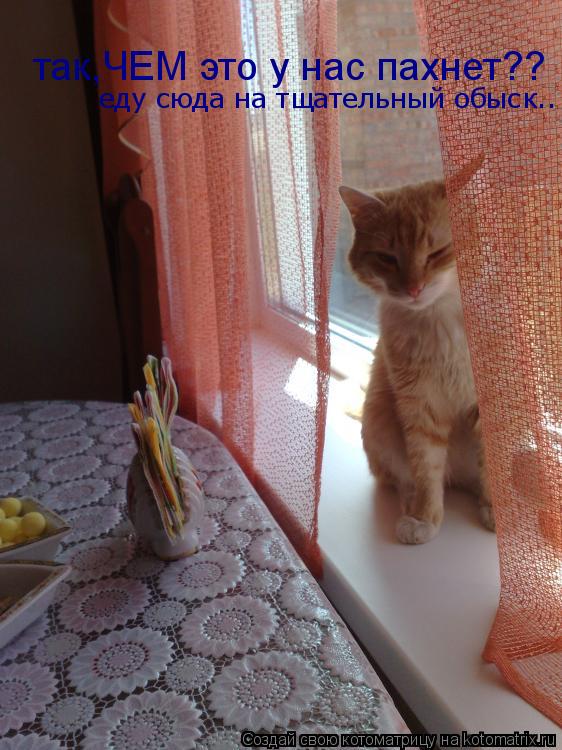 Котоматрица: так,ЧЕМ это у нас пахнет?? еду сюда на тщательный обыск... еду сюда на тщательный обыск..