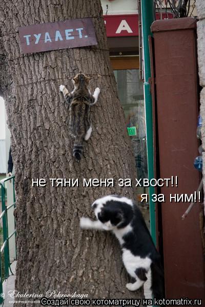 Котоматрица: не тяни меня за хвост!! я за ним!!