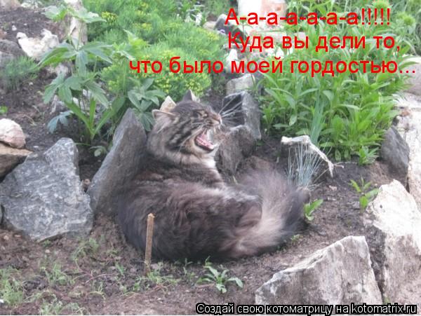 Котоматрица: А-а-а-а-а-а-а!!!!! Куда вы дели то,  что было моей гордостью...