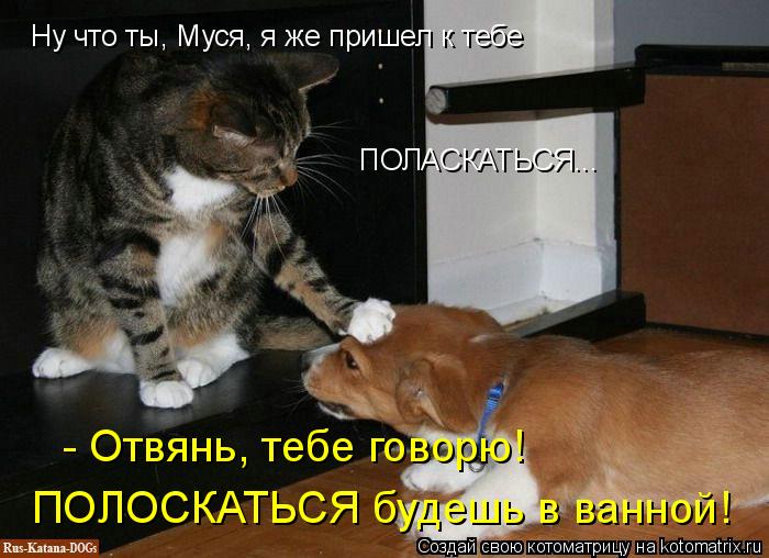 Котоматрица: Ну что ты, Муся, я же пришел к тебе ПОЛАСКАТЬСЯ... - Отвянь, тебе говорю!  ПОЛОСКАТЬСЯ будешь в ванной!