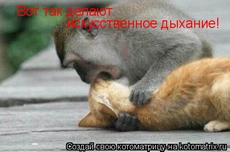 Котоматрица: Вот так делают  искусственное дыхание!