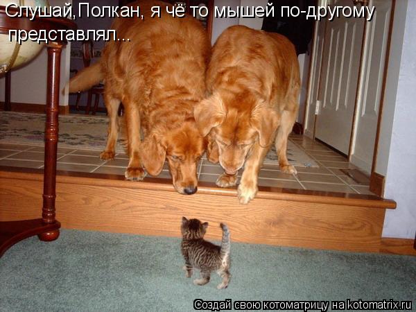 Котоматрица: Слушай,Полкан, я чё то мышей по-другому представлял...