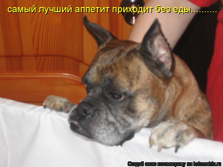Котоматрица: самый лучший аппетит приходит без еды..........