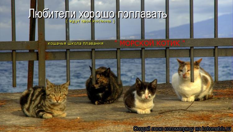 Любители хорошо поплавать ( ждут свои костюмы ) " МОРСКОЙ КОТИК " кошачья школа плавания... Котоматрица: Любители хорошо поплавать ( ждут свои костюмы ) " МОРСКОЙ КОТИК " кошачья школа плавания