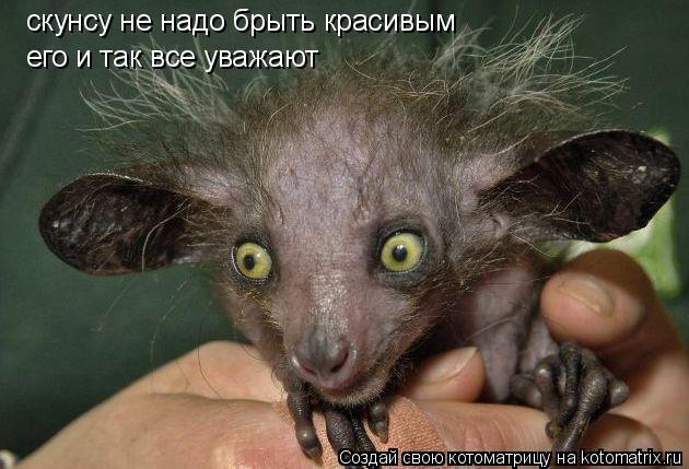 скунсу не надо брыть красивым его и так все уважают... Котоматрица: скунсу не надо брыть красивым его и так все уважают