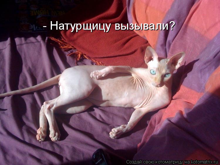 - Натурщицу вызывали?... Котоматрица: - Натурщицу вызывали?