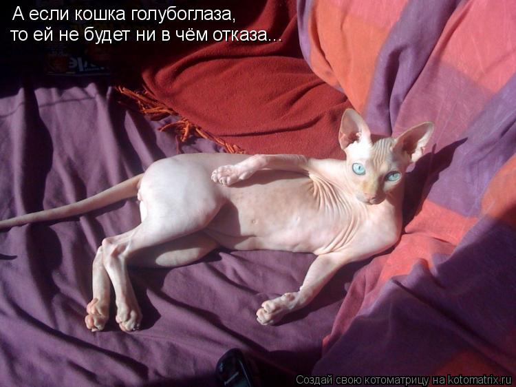 А если кошка голубоглаза, то ей не будет ни в чём отказа...... Котоматрица: А если кошка голубоглаза, то ей не будет ни в чём отказа...