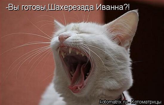 -Вы готовы,Шахерезада Иванна?!... Котоматрица: -Вы готовы,Шахерезада Иванна?!