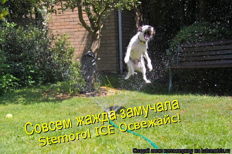 Совсем жажда замучала Совсем жажда замучала Stemorol ICE Освежайс!... Котоматрица: Совсем жажда замучала Совсем жажда замучала Stemorol ICE Освежайс!