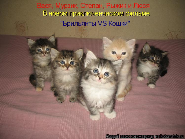 Вася, Мурзик, Степан, Рыжик и Люся В новом приключенчиском фильме "Брильянты VS Кошки"... Котоматрица: Вася, Мурзик, Степан, Рыжик и Люся В новом приключенчиском фильме "Брильянты VS Кошки"