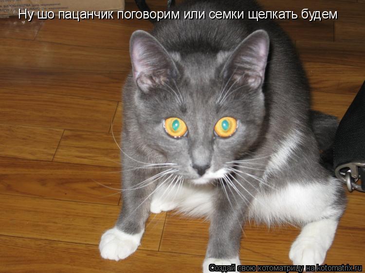 Ну шо пацанчик поговорим или семки щелкать будем... Котоматрица: Ну шо пацанчик поговорим или семки щелкать будем