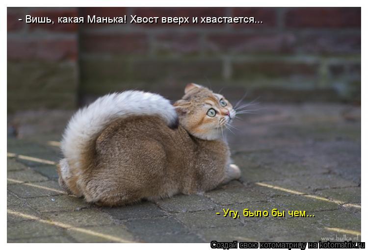 - Вишь, какая Манька! Хвост вверх и хвастается... - Угу, было бы чем...... Котоматрица: - Вишь, какая Манька! Хвост вверх и хвастается... - Угу, было бы чем...