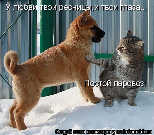 У любви твои ресницы,и твои глаза... У любви твои ресницы,и твои глаза... Постой,паровоз!... Котоматрица: У любви твои ресницы,и твои глаза... У любви твои ресницы,и твои глаза... Постой,паровоз!