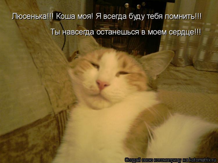 Котоматрица: Люсенька!!! Коша моя! Я всегда буду тебя помнить!!! Ты навсегда останешься в моем сердце!!!