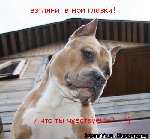 взгляни в мои глазки! и что ты чувствуешь? :*)... Котоматрица: взгляни в мои глазки! и что ты чувствуешь? :*)