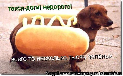 такси-доги! недорого! такси-доги! недорого! всего то несколько тысяч зелёных...... Котоматрица: такси-доги! недорого! такси-доги! недорого! всего то несколько тысяч зелёных...