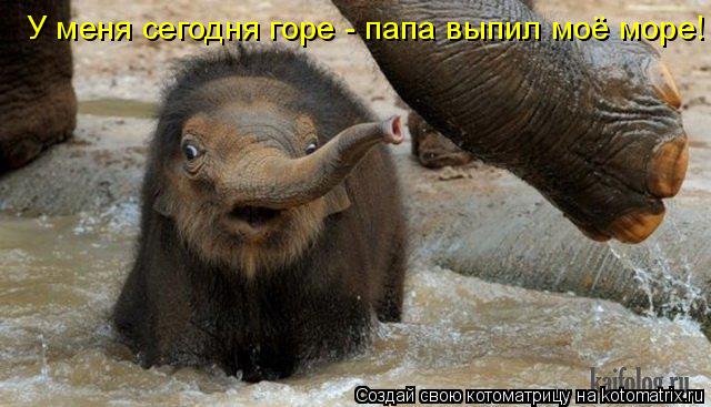 У меня сегодня горе - папа выпил моё море!... Котоматрица: У меня сегодня горе - папа выпил моё море!