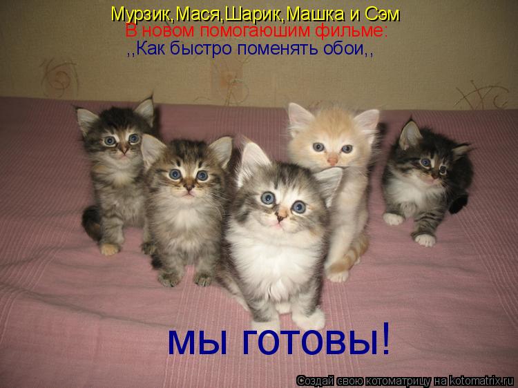 Мурзик,Мася,Шарик,Машка и Сэм В новом помогаюшим фильме: ,,Как быстро поменять обои,, мы готовы!... Котоматрица: Мурзик,Мася,Шарик,Машка и Сэм В новом помогаюшим фильме: ,,Как быстро поменять обои,, мы готовы!